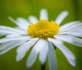 Daisies in Your Day Daisy